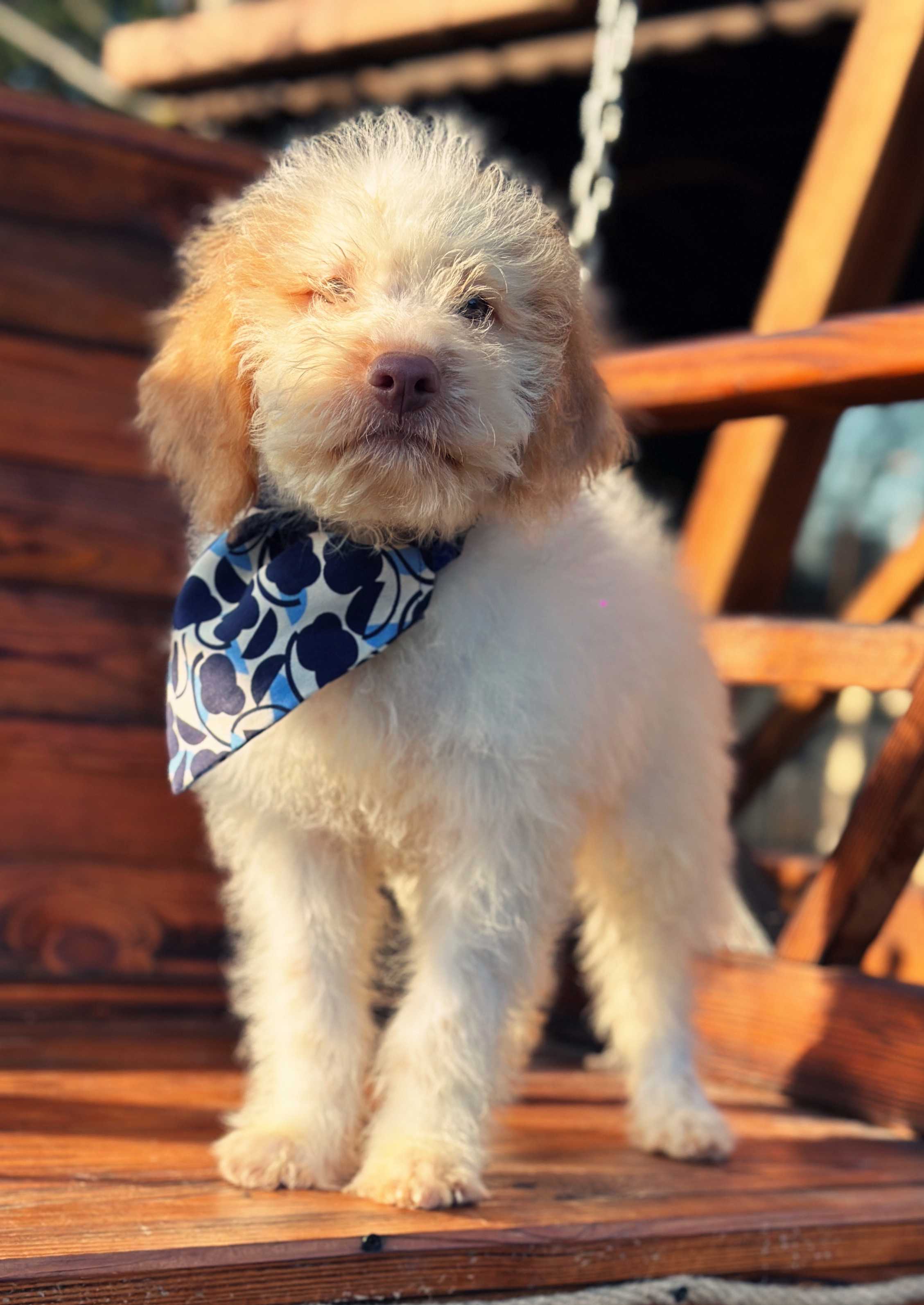 Robin - Lagotto Romagnolo
